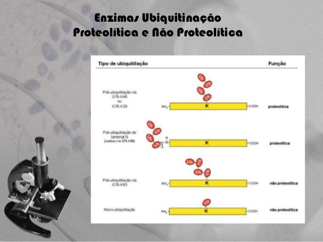 Phd thesis ubiquitin 07 image