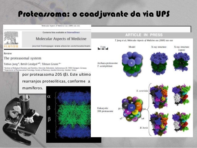 Thesis on ubiquitin