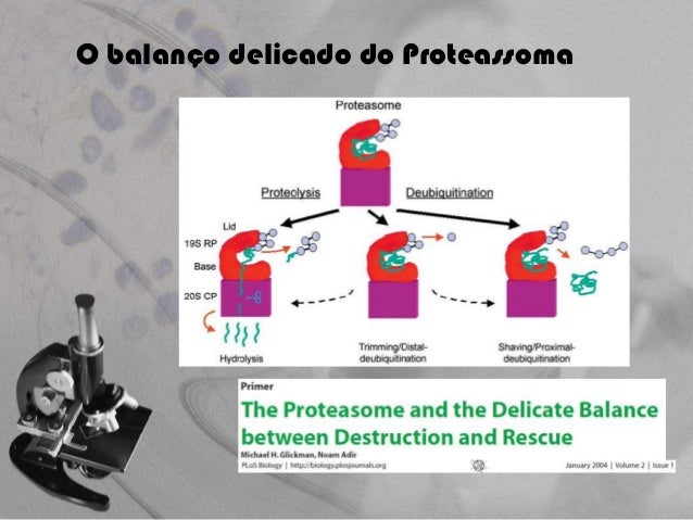 Thesis on ubiquitin