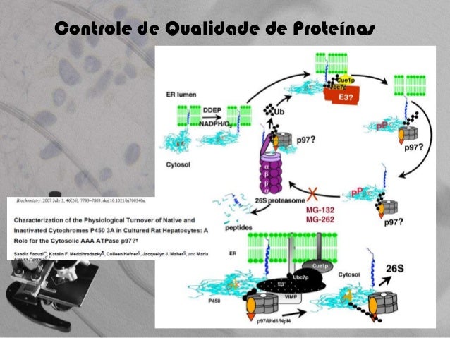 Thesis on ubiquitin