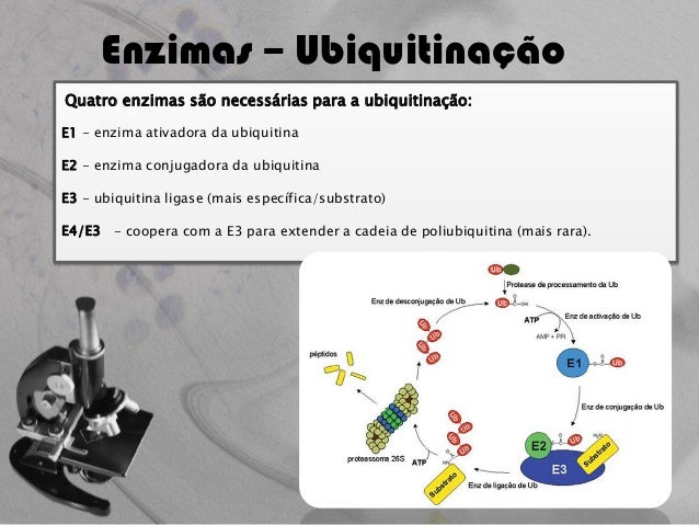 Phd thesis ubiquitin 06 picture