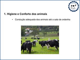 1. Higiene e Conforto dos animais
• Condução adequada dos animais até a sala de ordenha
 