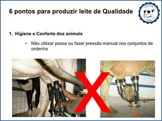 6 pontos para produzir leite de Qualidade
1. Higiene e Conforto dos animais
• Não utilizar pesos ou fazer pressão manual nos conjuntos de
ordenha
 