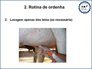 2. Rotina de ordenha
2. Lavagem apenas dos tetos (se necessário)
 