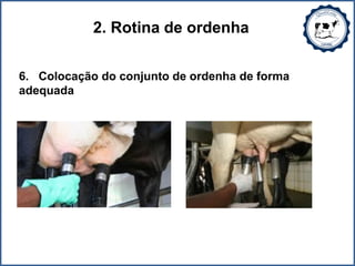 2. Rotina de ordenha
6. Colocação do conjunto de ordenha de forma
adequada
 