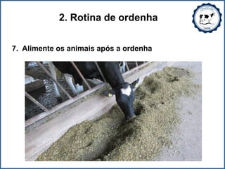 2. Rotina de ordenha
7. Alimente os animais após a ordenha
 
