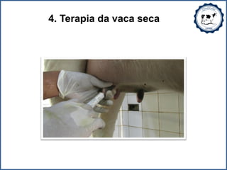 4. Terapia da vaca seca
 