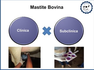 Mastite Bovina
Clínica Subclínica
 