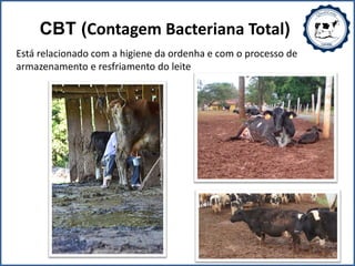 CBT (Contagem Bacteriana Total)
Está relacionado com a higiene da ordenha e com o processo de
armazenamento e resfriamento do leite
 