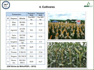 4. Cultivares
(VIII Vitrine do Milho/PDPL - 2015)
 