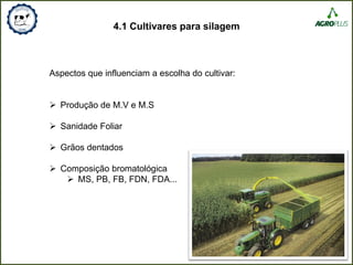 4.1 Cultivares para silagem
Aspectos que influenciam a escolha do cultivar:
 Produção de M.V e M.S
 Sanidade Foliar
 Grãos dentados
 Composição bromatológica
 MS, PB, FB, FDN, FDA...
 