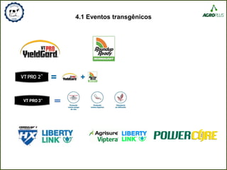 4.1 Eventos transgênicos
 