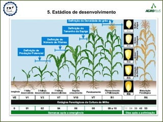 5. Estádios de desenvolvimento
 