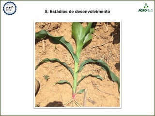 5. Estádios de desenvolvimento
 