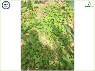 10. Controle de Plantas Daninhas
 