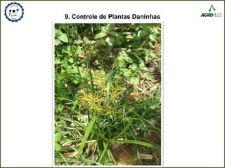 9. Controle de Plantas Daninhas
 
