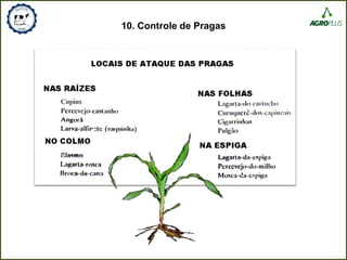 10. Controle de Pragas
 