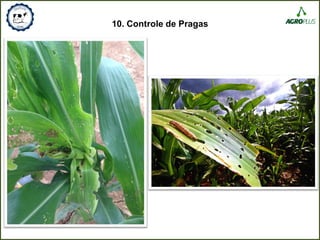 10. Controle de Pragas
 