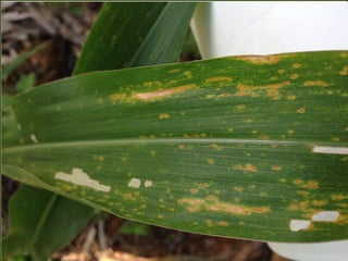 11. Controle de Pragas
 