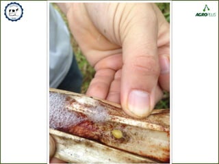 11. Controle de Pragas
 