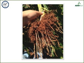 7. Tratamento de Sementes
 