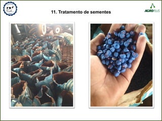 11. Tratamento de sementes
 