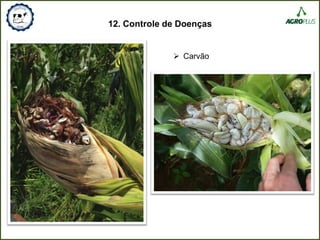 12. Controle de Doenças
 Carvão
 