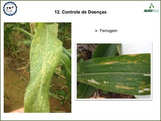 12. Controle de Doenças
 Ferrugem
 