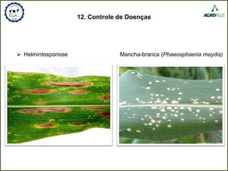 12. Controle de Doenças
 Helmintosporiose Mancha-branca (Phaeosphaeria maydis)
 