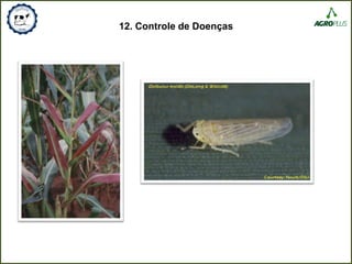 12. Controle de Doenças
 