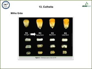 13. Colheita
Milho Grão
 