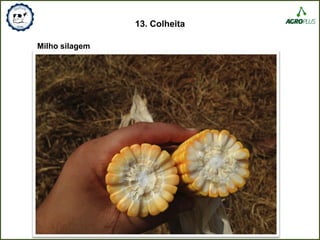 13. Colheita
Milho silagem
 