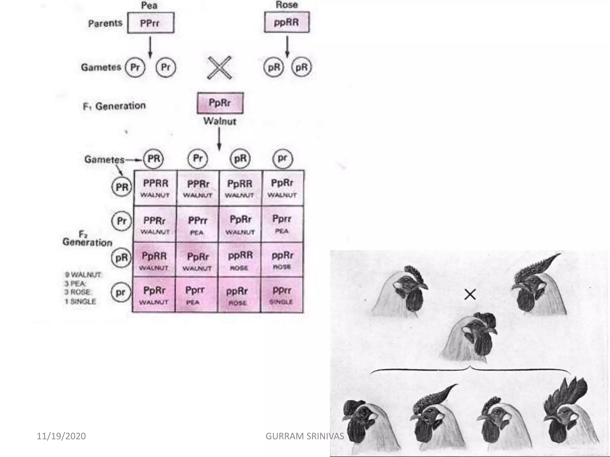 11/19/2020 GURRAM SRINIVAS
 