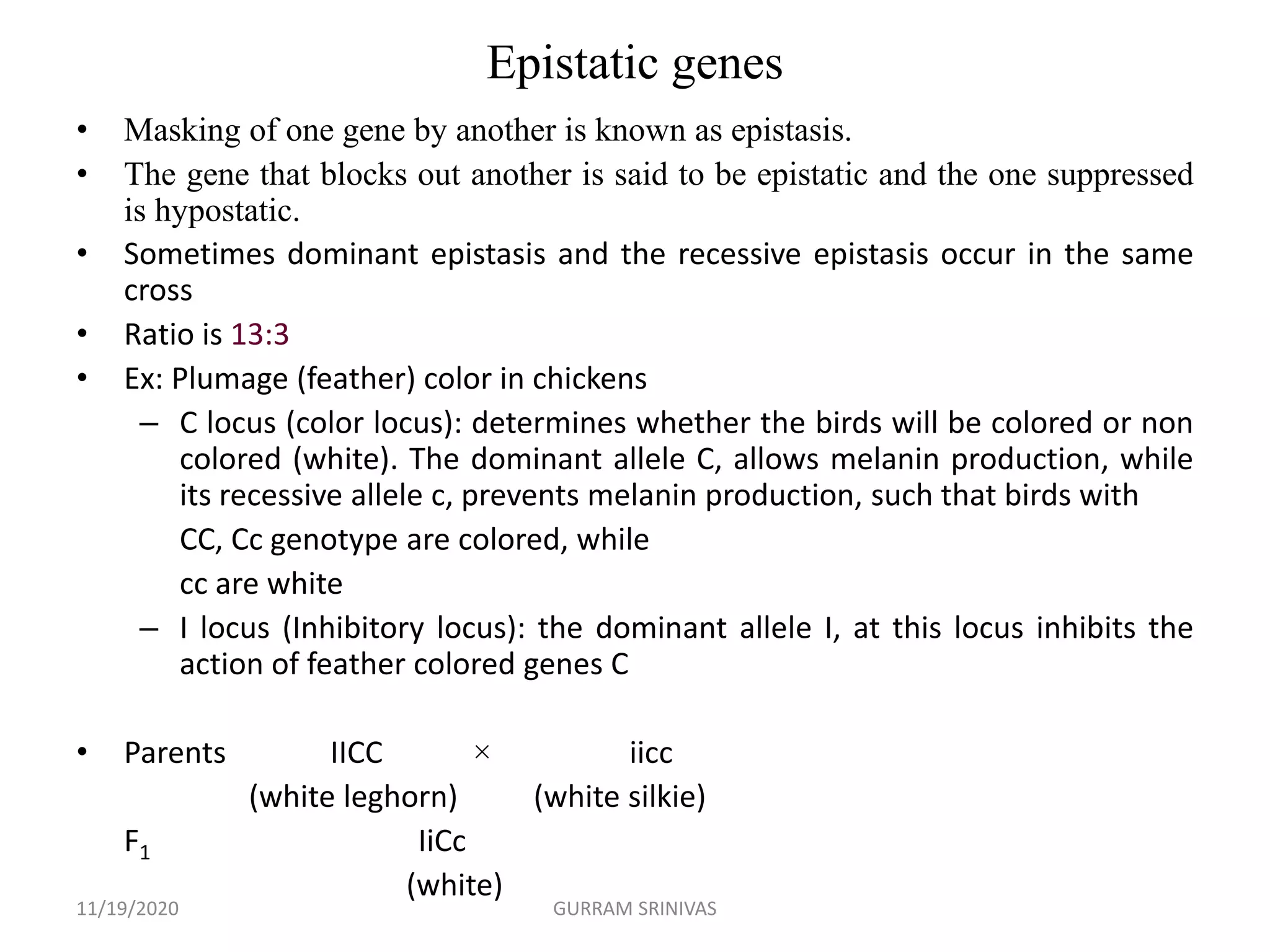 Epistatic genes
• Masking of one gene by another is known as epistasis.
• The gene that blocks out another is said to be epistatic and the one suppressed
is hypostatic.
• Sometimes dominant epistasis and the recessive epistasis occur in the same
cross
• Ratio is 13:3
• Ex: Plumage (feather) color in chickens
– C locus (color locus): determines whether the birds will be colored or non
colored (white). The dominant allele C, allows melanin production, while
its recessive allele c, prevents melanin production, such that birds with
CC, Cc genotype are colored, while
cc are white
– I locus (Inhibitory locus): the dominant allele I, at this locus inhibits the
action of feather colored genes C
• Parents IICC × iicc
(white leghorn) (white silkie)
F1 IiCc
(white)
11/19/2020 GURRAM SRINIVAS
 
