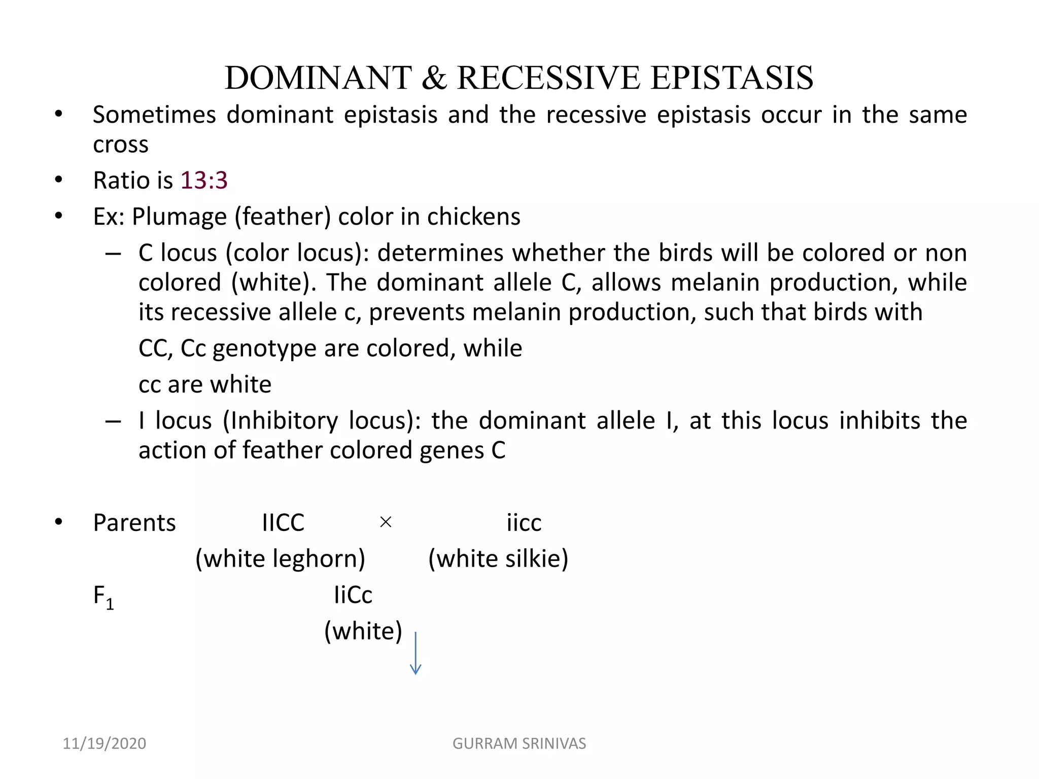 DOMINANT & RECESSIVE EPISTASIS
• Sometimes dominant epistasis and the recessive epistasis occur in the same
cross
• Ratio is 13:3
• Ex: Plumage (feather) color in chickens
– C locus (color locus): determines whether the birds will be colored or non
colored (white). The dominant allele C, allows melanin production, while
its recessive allele c, prevents melanin production, such that birds with
CC, Cc genotype are colored, while
cc are white
– I locus (Inhibitory locus): the dominant allele I, at this locus inhibits the
action of feather colored genes C
• Parents IICC × iicc
(white leghorn) (white silkie)
F1 IiCc
(white)
11/19/2020 GURRAM SRINIVAS
 