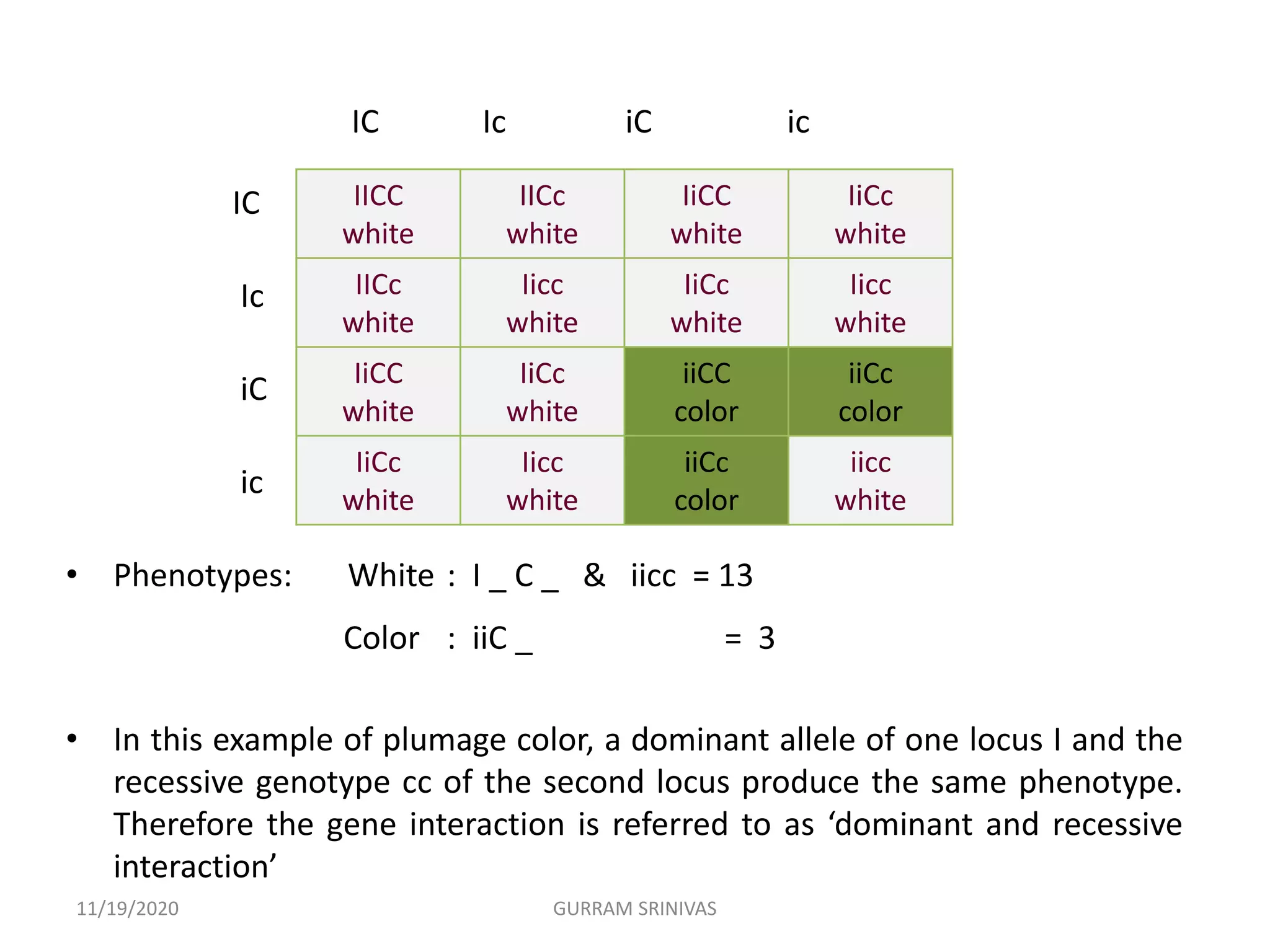 IC Ic iC ic
IC
Ic
iC
ic
• Phenotypes: White : I _ C _ & iicc = 13
Color : iiC _ = 3
• In this example of plumage color, a dominant allele of one locus I and the
recessive genotype cc of the second locus produce the same phenotype.
Therefore the gene interaction is referred to as ‘dominant and recessive
interaction’
IICC
white
IICc
white
IiCC
white
IiCc
white
IICc
white
Iicc
white
IiCc
white
Iicc
white
IiCC
white
IiCc
white
iiCC
color
iiCc
color
IiCc
white
Iicc
white
iiCc
color
iicc
white
11/19/2020 GURRAM SRINIVAS
 
