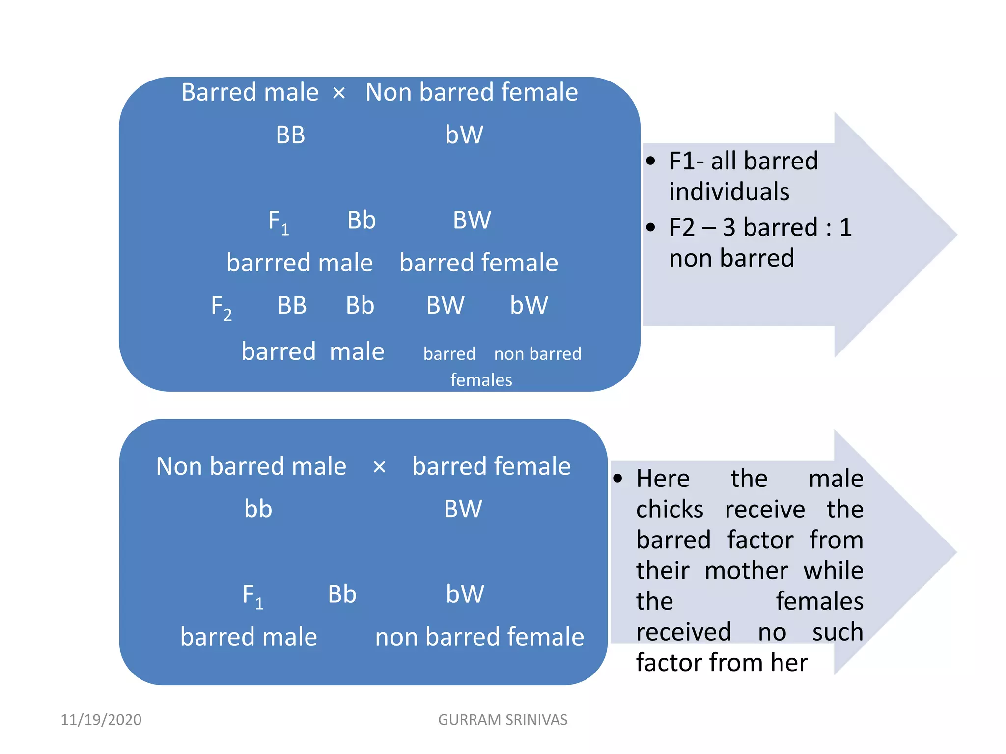 • F1- all barred
individuals
• F2 – 3 barred : 1
non barred
Barred male × Non barred female
BB bW
F1 Bb BW
barrred male barred female
F2 BB Bb BW bW
barred male barred non barred
females
• Here the male
chicks receive the
barred factor from
their mother while
the females
received no such
factor from her
Non barred male × barred female
bb BW
F1 Bb bW
barred male non barred female
11/19/2020 GURRAM SRINIVAS
 