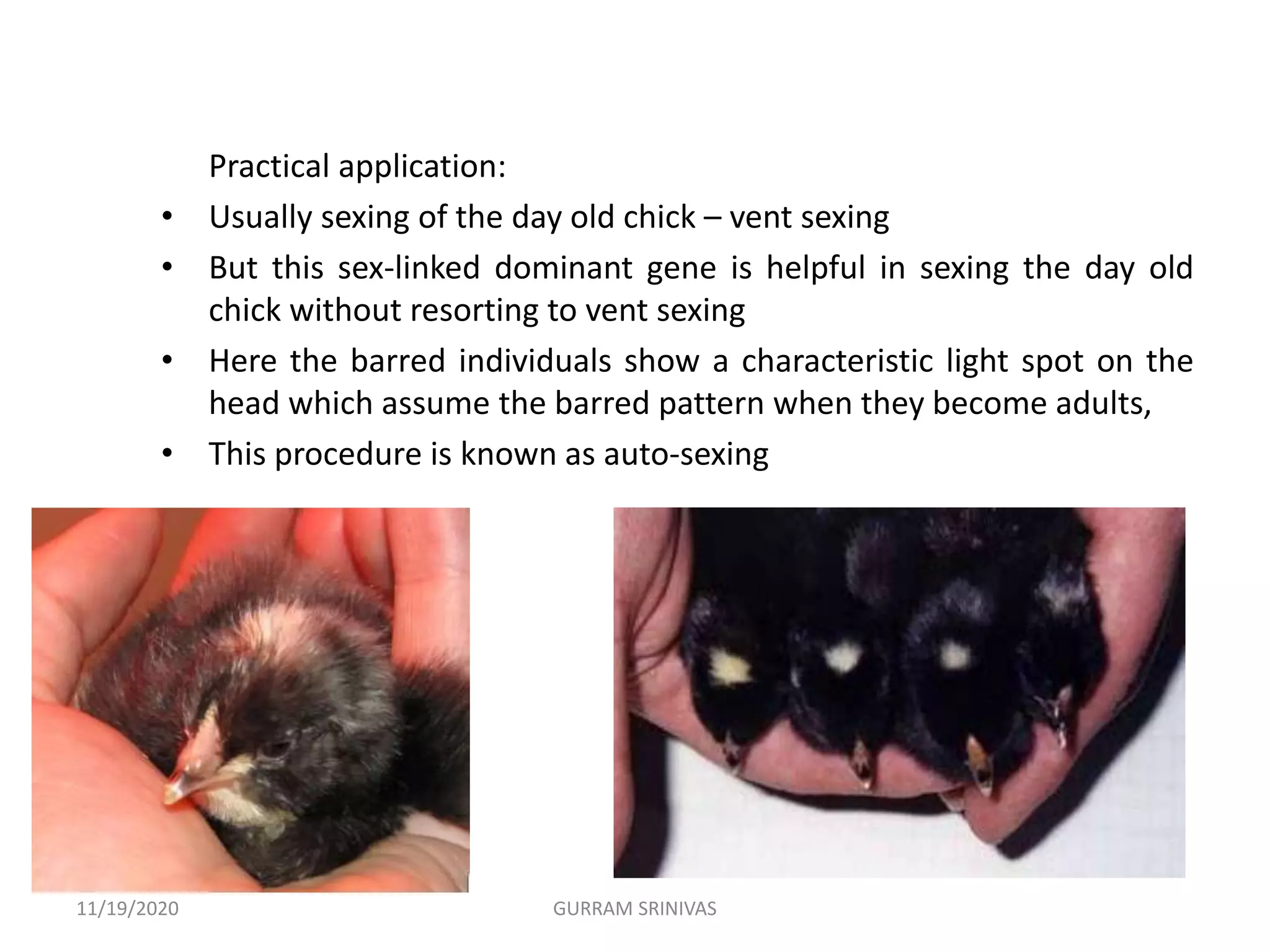 Practical application:
• Usually sexing of the day old chick – vent sexing
• But this sex-linked dominant gene is helpful in sexing the day old
chick without resorting to vent sexing
• Here the barred individuals show a characteristic light spot on the
head which assume the barred pattern when they become adults,
• This procedure is known as auto-sexing
11/19/2020 GURRAM SRINIVAS
 