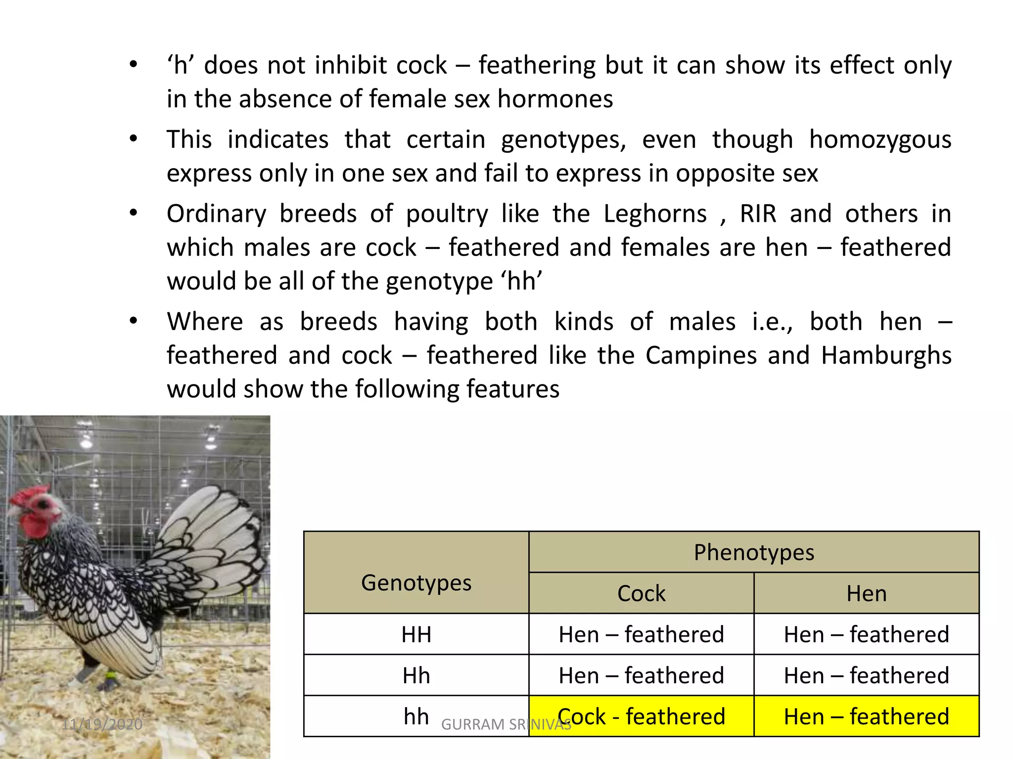• ‘h’ does not inhibit cock – feathering but it can show its effect only
in the absence of female sex hormones
• This indicates that certain genotypes, even though homozygous
express only in one sex and fail to express in opposite sex
• Ordinary breeds of poultry like the Leghorns , RIR and others in
which males are cock – feathered and females are hen – feathered
would be all of the genotype ‘hh’
• Where as breeds having both kinds of males i.e., both hen –
feathered and cock – feathered like the Campines and Hamburghs
would show the following features
Genotypes
Phenotypes
Cock Hen
HH Hen – feathered Hen – feathered
Hh Hen – feathered Hen – feathered
hh Cock - feathered Hen – feathered11/19/2020 GURRAM SRINIVAS
 