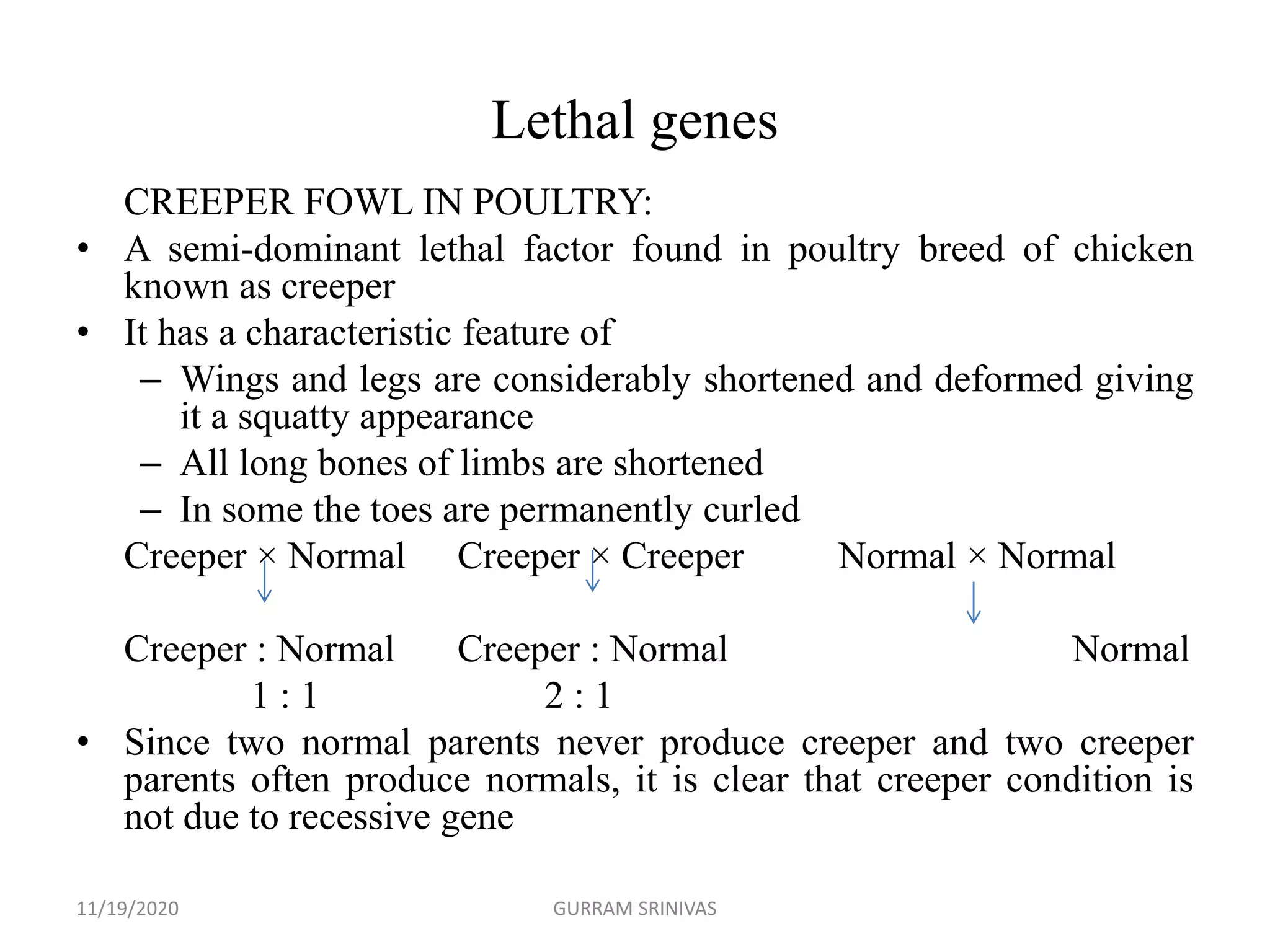 Lethal genes
CREEPER FOWL IN POULTRY:
• A semi-dominant lethal factor found in poultry breed of chicken
known as creeper
• It has a characteristic feature of
– Wings and legs are considerably shortened and deformed giving
it a squatty appearance
– All long bones of limbs are shortened
– In some the toes are permanently curled
Creeper × Normal Creeper × Creeper Normal × Normal
Creeper : Normal Creeper : Normal Normal
1 : 1 2 : 1
• Since two normal parents never produce creeper and two creeper
parents often produce normals, it is clear that creeper condition is
not due to recessive gene
11/19/2020 GURRAM SRINIVAS
 