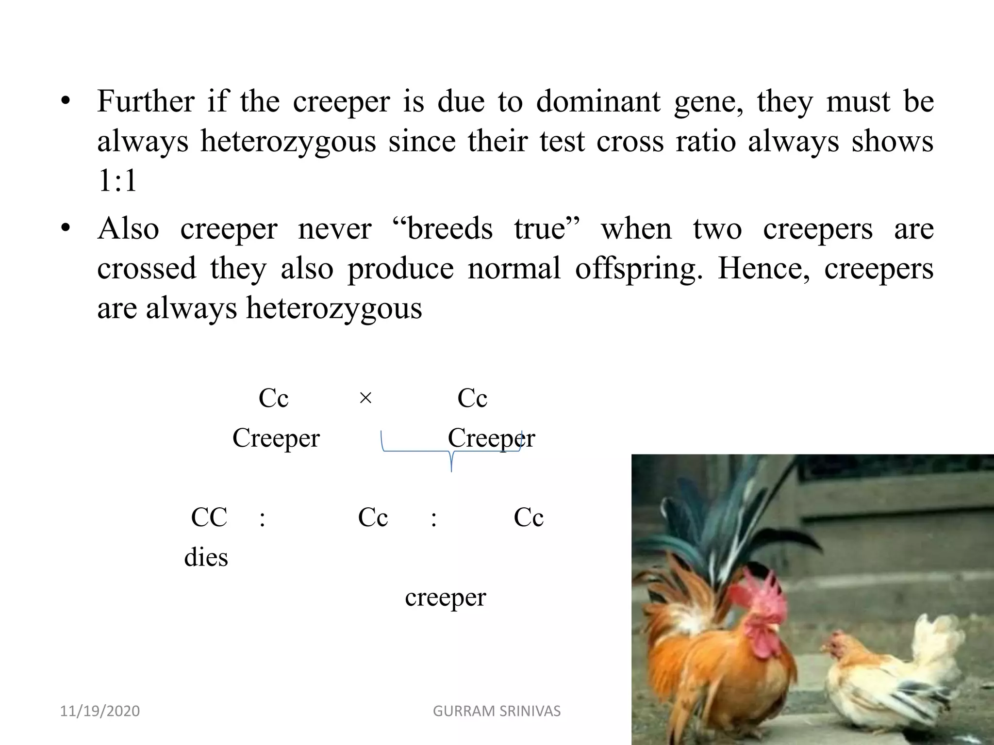 • Further if the creeper is due to dominant gene, they must be
always heterozygous since their test cross ratio always shows
1:1
• Also creeper never “breeds true” when two creepers are
crossed they also produce normal offspring. Hence, creepers
are always heterozygous
Cc × Cc
Creeper Creeper
CC : Cc : Cc : cc
dies normal
creeper
11/19/2020 GURRAM SRINIVAS
 