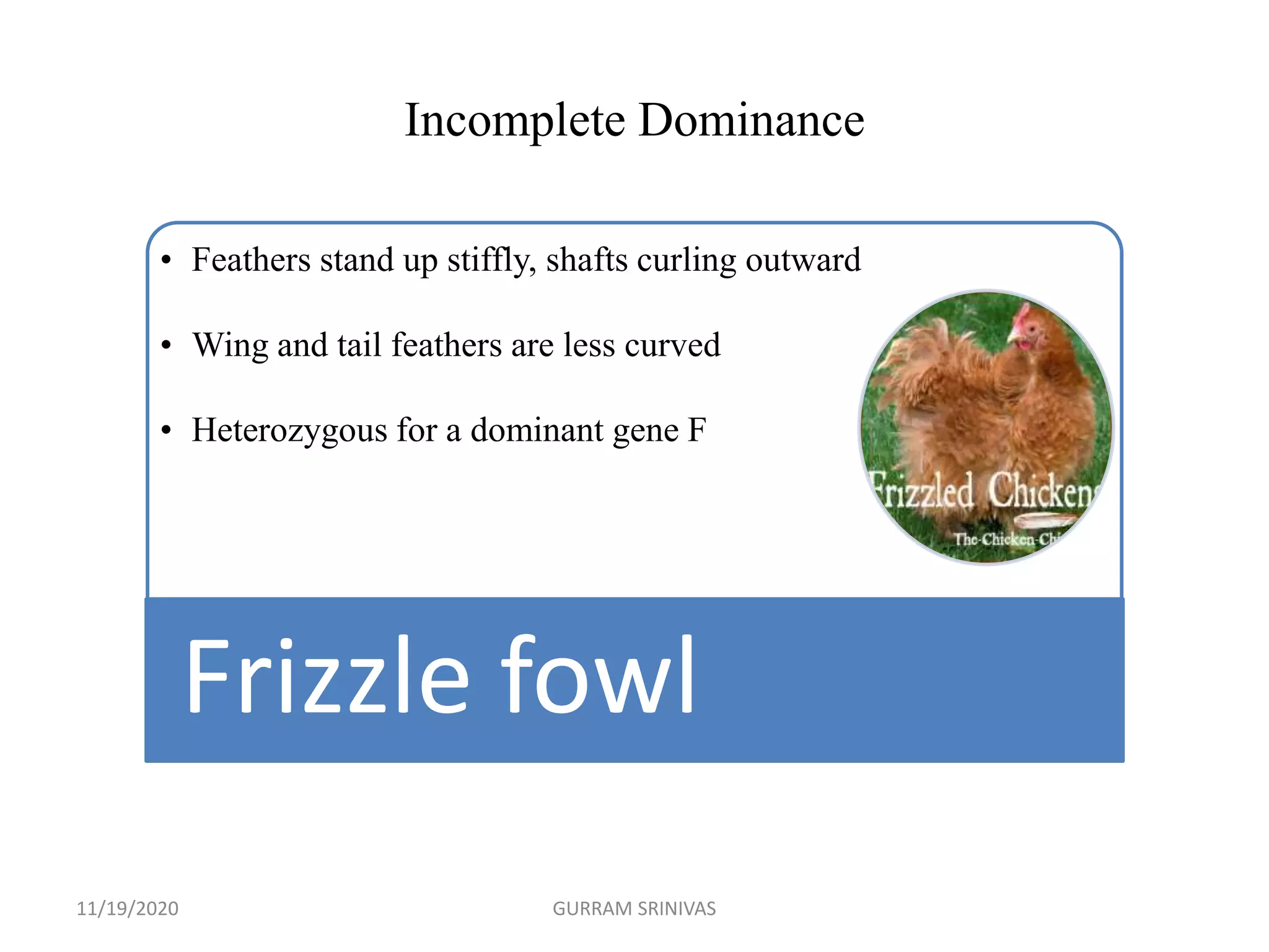 Incomplete Dominance
• Feathers stand up stiffly, shafts curling outward
• Wing and tail feathers are less curved
• Heterozygous for a dominant gene F
Frizzle fowl
11/19/2020 GURRAM SRINIVAS
 