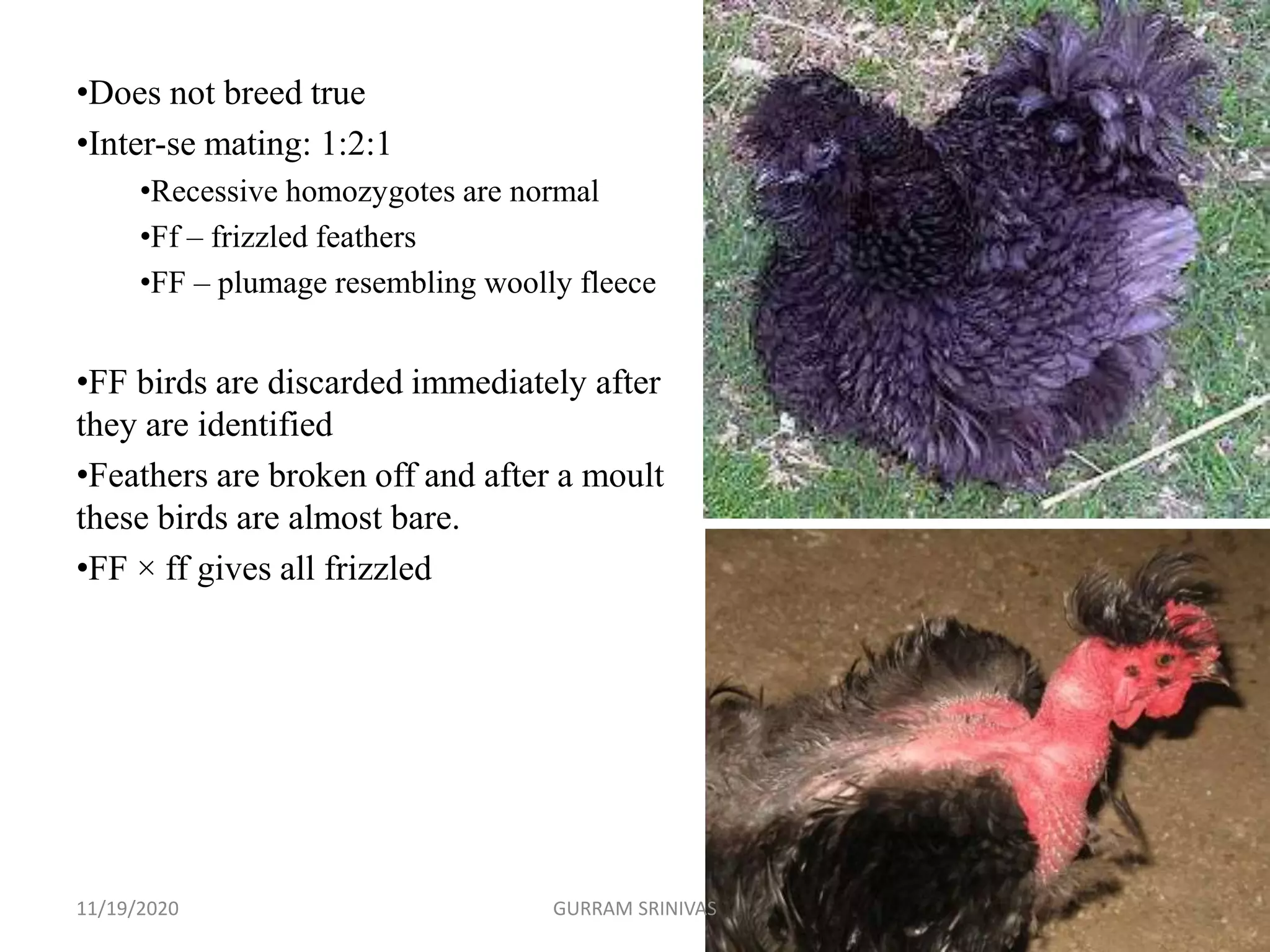 •Does not breed true
•Inter-se mating: 1:2:1
•Recessive homozygotes are normal
•Ff – frizzled feathers
•FF – plumage resembling woolly fleece
•FF birds are discarded immediately after
they are identified
•Feathers are broken off and after a moult
these birds are almost bare.
•FF × ff gives all frizzled
11/19/2020 GURRAM SRINIVAS
 