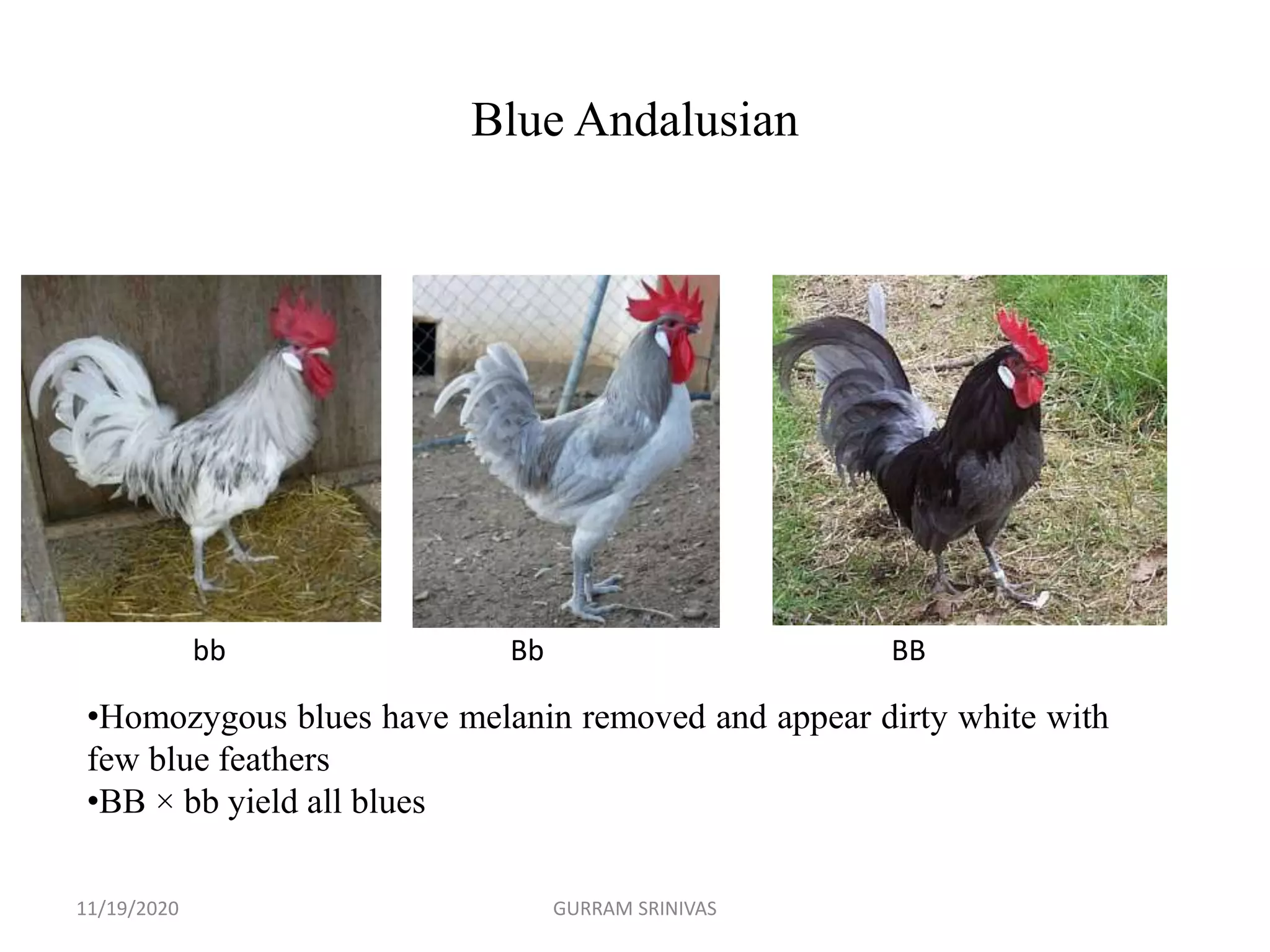 Blue Andalusian
•Homozygous blues have melanin removed and appear dirty white with
few blue feathers
•BB × bb yield all blues
bb Bb BB
11/19/2020 GURRAM SRINIVAS
 