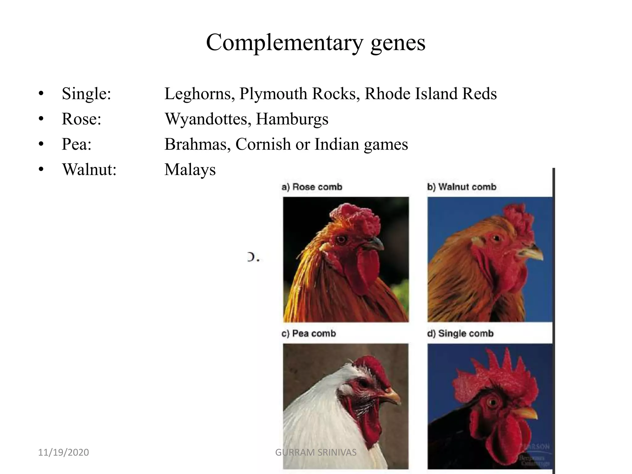 Complementary genes
• Single: Leghorns, Plymouth Rocks, Rhode Island Reds
• Rose: Wyandottes, Hamburgs
• Pea: Brahmas, Cornish or Indian games
• Walnut: Malays
11/19/2020 GURRAM SRINIVAS
 