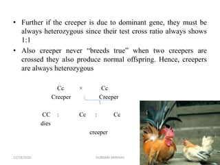 Qualitative and quantitative traits in poultry breeding kavitha (1) | PPTX