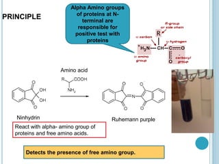 Ninhydrin
Amino acid
Ruhemann purple
Detects the presence of free amino group.
Alpha Amino groups
of proteins at N-
terminal are
responsible for
positive test with
proteins
PRINCIPLE
React with alpha- amino group of
proteins and free amino acids.
 