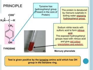Test is given positive by the tyrosine amino acid which has OH
group in the benzene ring.
PRINCIPLE Tyrosine has
hydroxyphenyl group
(Present in the core of
Protein)
The protein is denatured
by mercuric sulphate in
boiling water exposing
hydroxyphenyl group.
Sodium nitrite reacts with
sulfuric acid to form nitrous
acid.
The exposed hydroxyphenyl
groups react with nitrous acid
and give red colour
precipitates and solution.
Mercury phenolate
TYROSINE
 