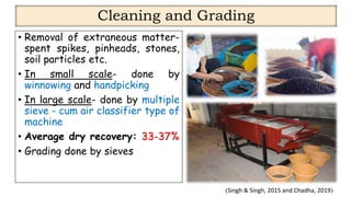 Spice Processing.pdf Quality and processing of spices presentation | PDF