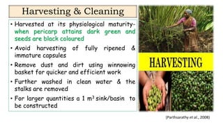 Spice Processing.pdf Quality and processing of spices presentation | PDF